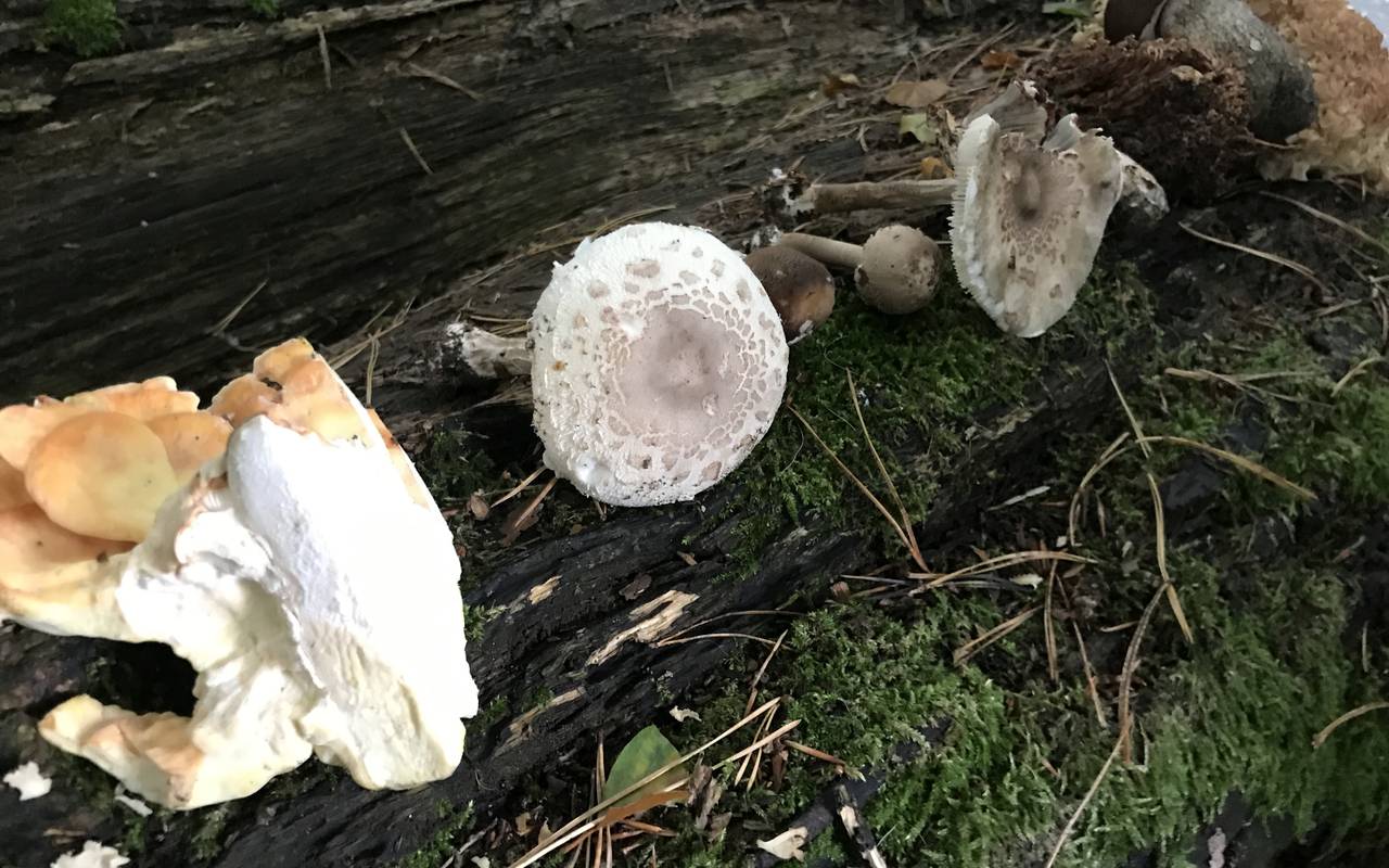Pilze Bergischer Wald