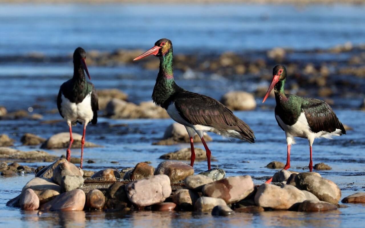Schwarzstörche ruhen auf Steinen am Mianman-Fluss. Der Schwarzstorch ist eine Zugvogelart, die in China unter nationalem Schutz erster Klasse steht. In Ostasien gibt es nur noch weniger als 1.000 Exemplare.