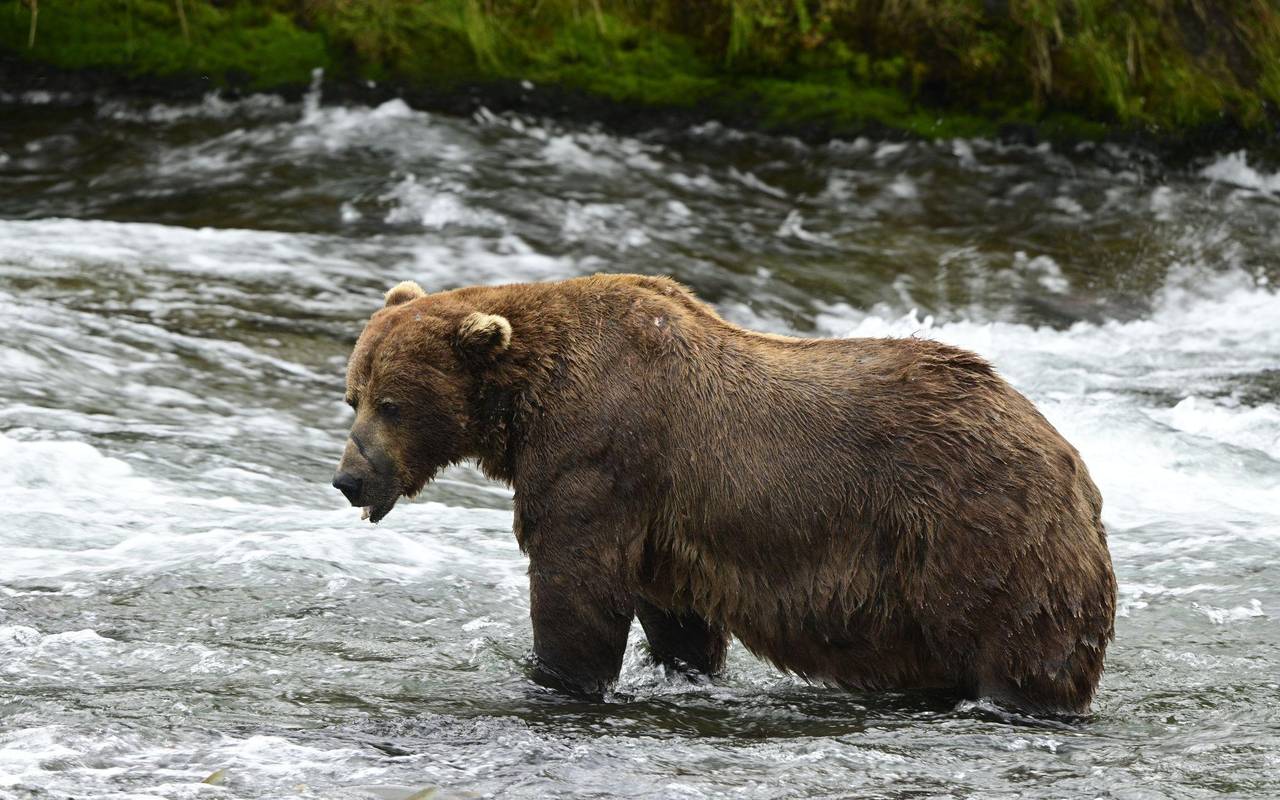 Braunbär 32 «Chunk» im Finale bei "Fat Bear"-Wahlen