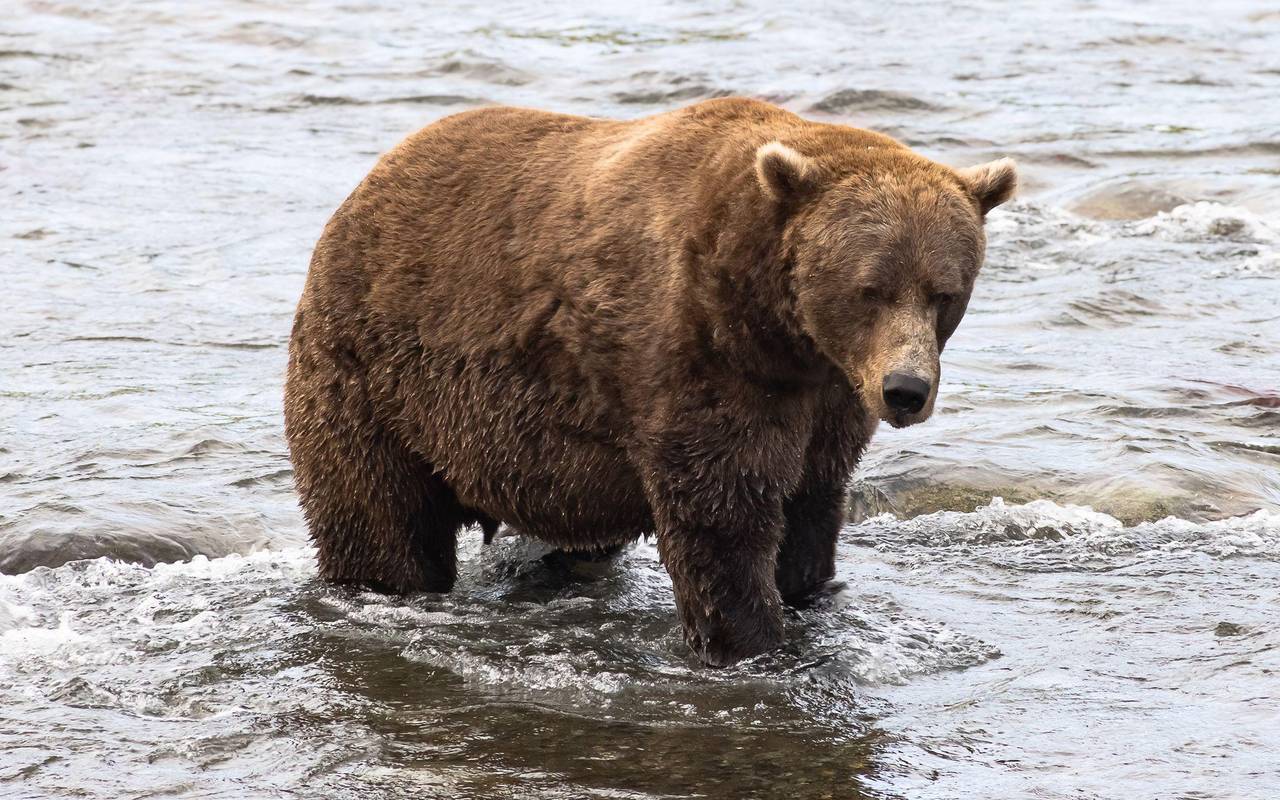 Braunbär Nr. 856 im Finale bei "Fat Bear"-Wahlen