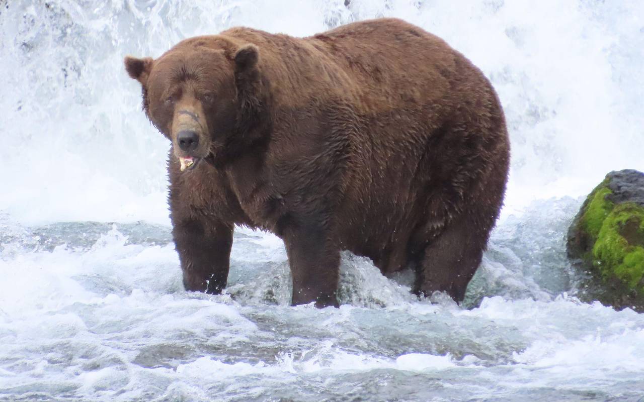 «Fat Bear»-Wahlen in USA