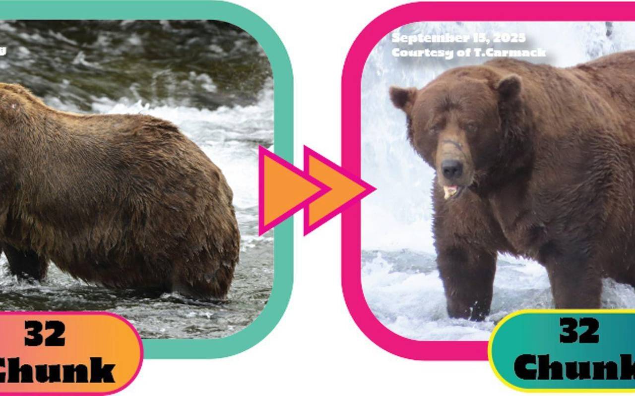 «Fat Bear»-Wahlen in USA