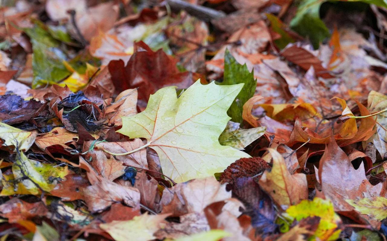 Deutscher Wetterdienst veröffentlicht die Oktober-Bilanz