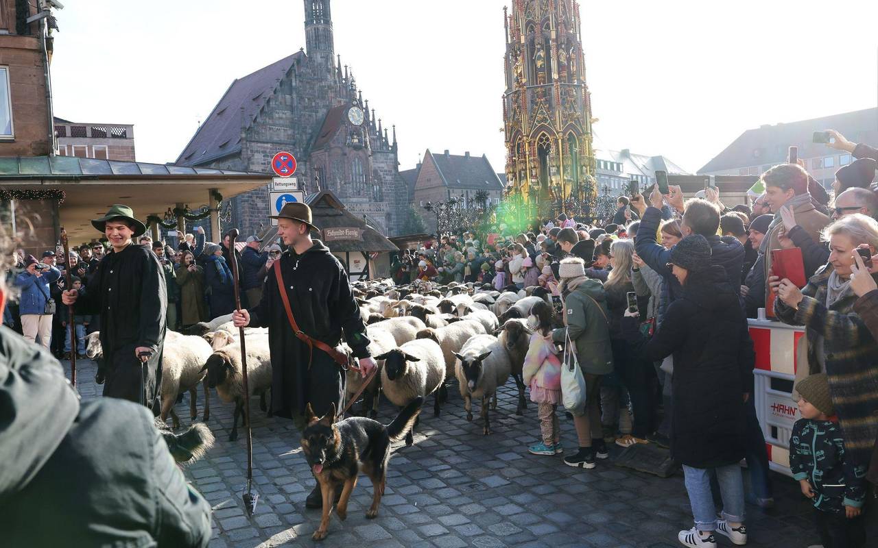 Schafe ziehen über den Hauptmarkt zu ihren Winterweiden