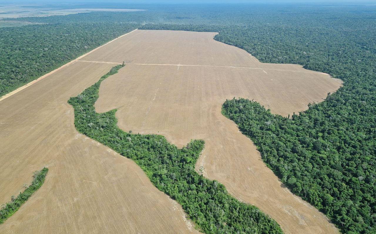 Für Sojaanbau gerodete Fläche im Amazonas-Regenwald