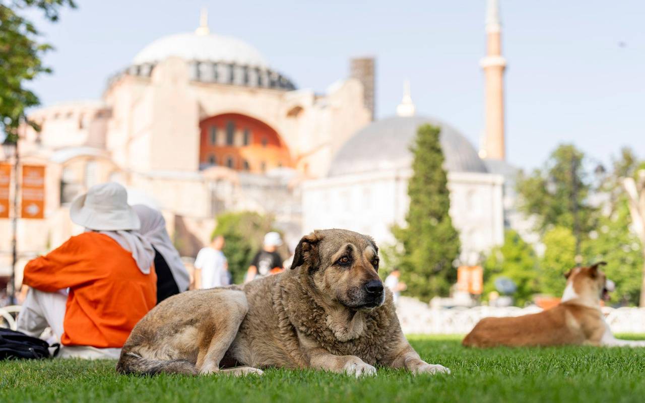 Streunende Hunde in der Türkei