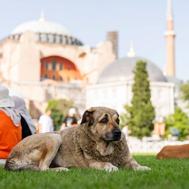 Streunende Hunde in der Türkei