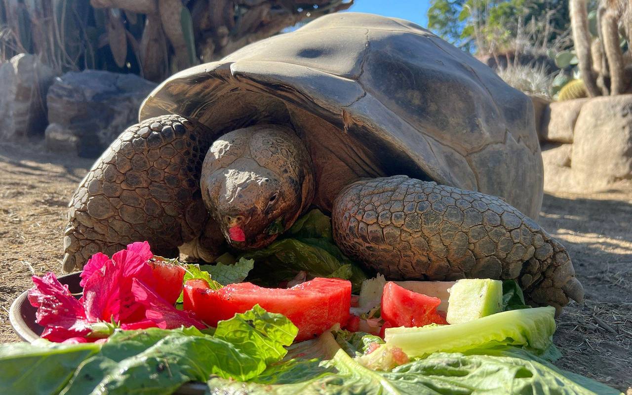 Galapagos-Schildkröte im Zoo von San Diego