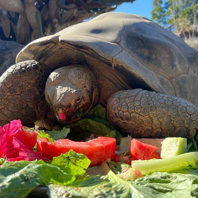 Galapagos-Schildkröte im Zoo von San Diego