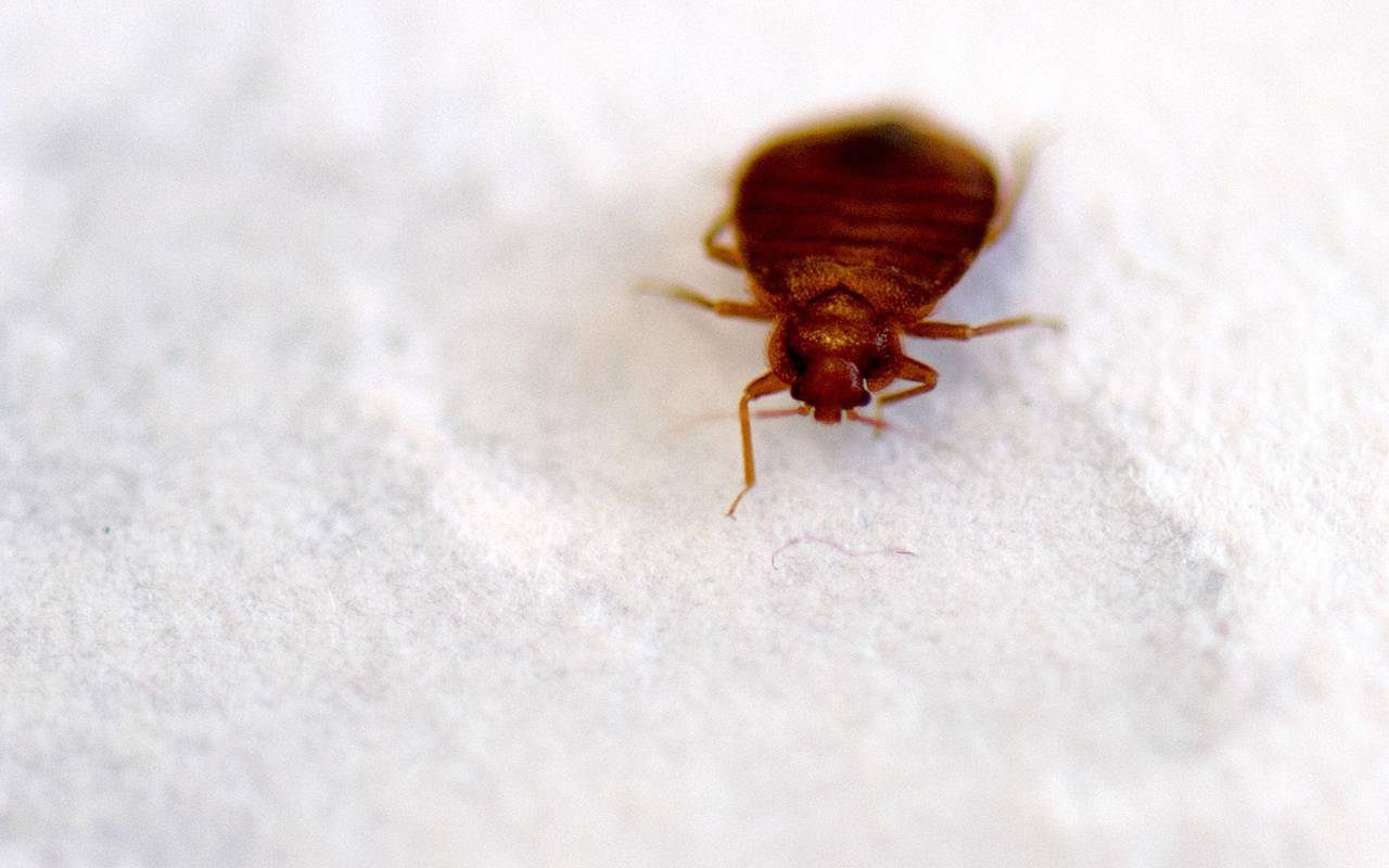 Pariser Filminstitut schließt Kinosäle wegen Bettwanzen