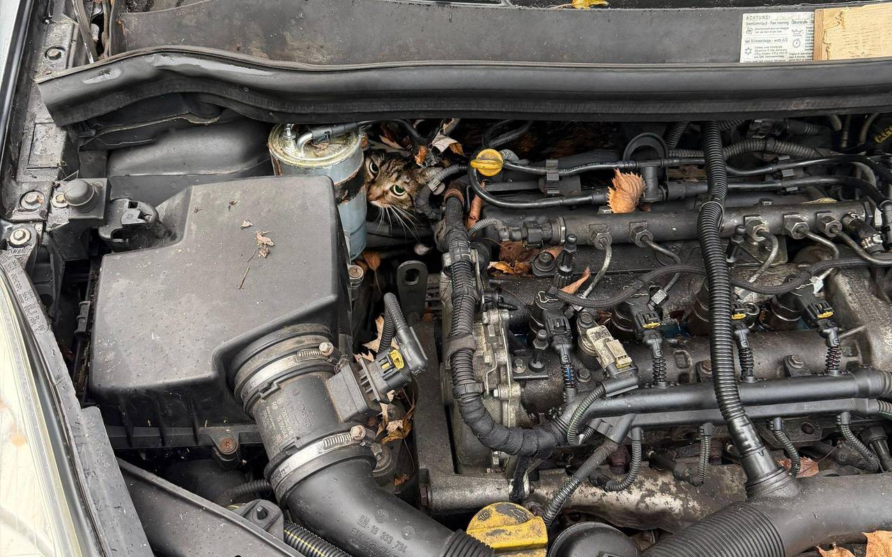 Katze aus Motorraum befreit