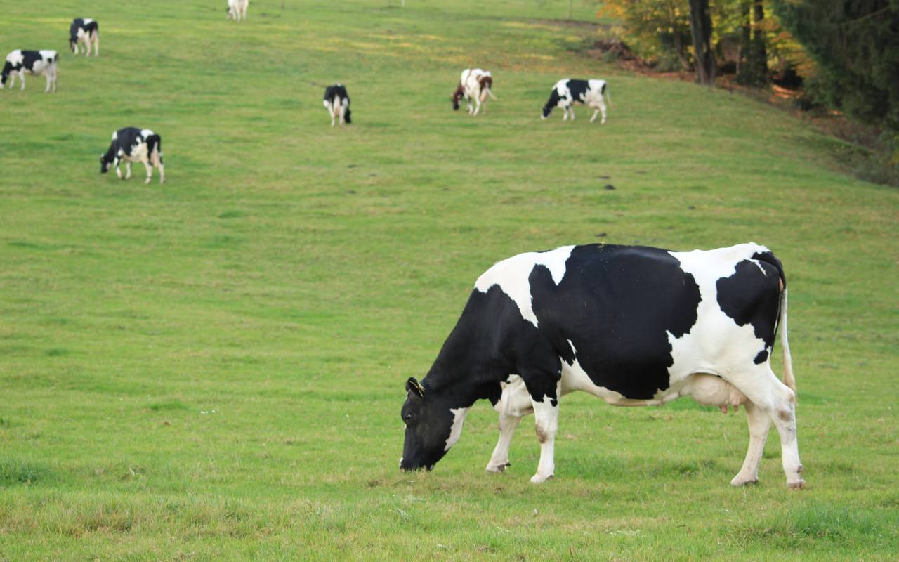 Bergische Kühe