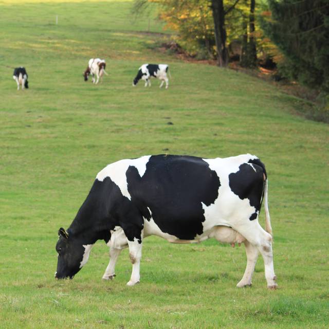 Bergische Kühe