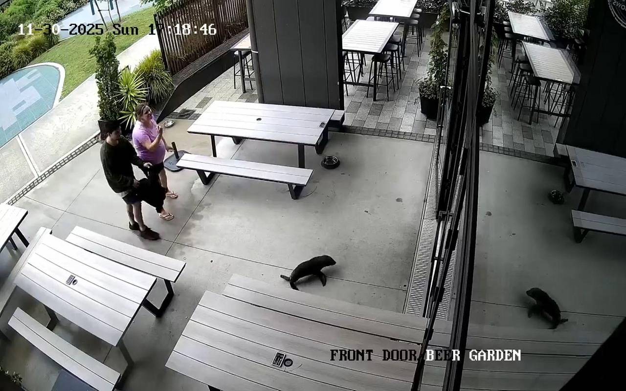 Robbenbaby in einer Bar in Neuseeland