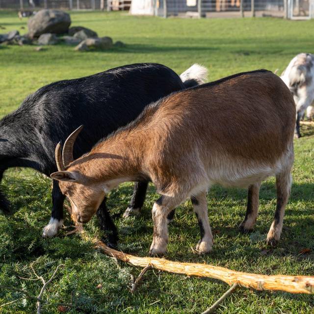Verfahren gegen Tierpark wegen Verletzung in Streichelgehege