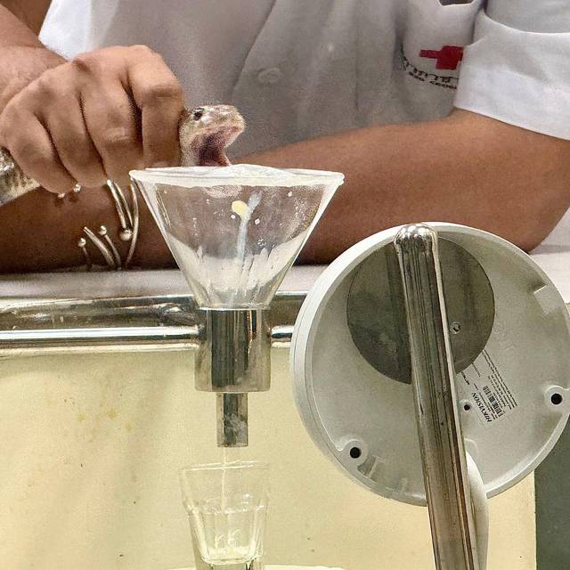 Schlangenfarm in Bangkok zur Herstellung von Antiserum