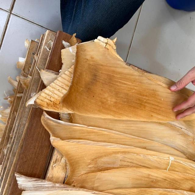 Mehr als 1,5 Tonnen Haiflossen in Brasilien beschlagnahmt