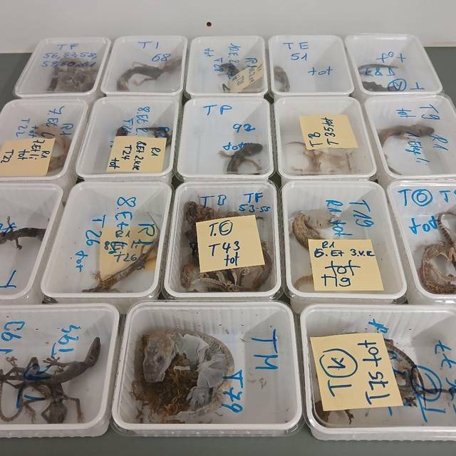 32 tote Geckos gefunden