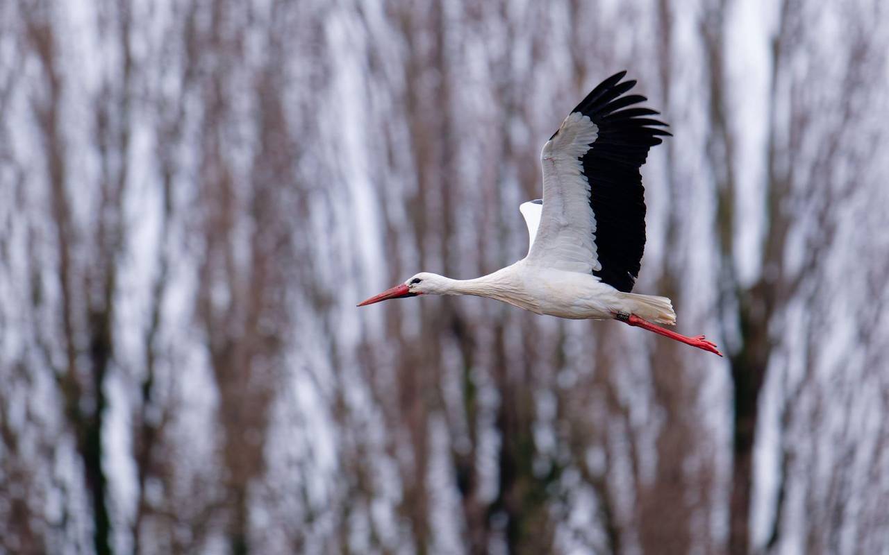 Storch in Baden-Württemberg
