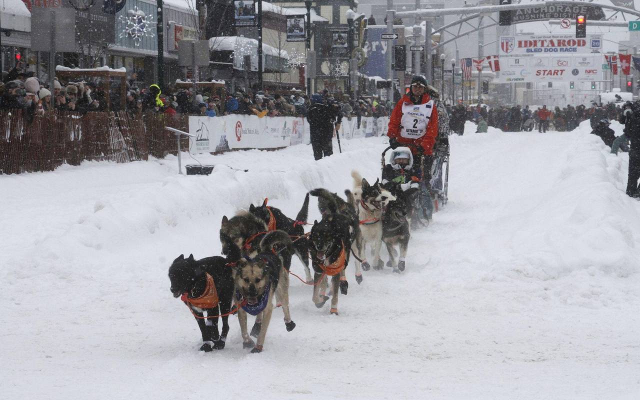 Schlittenhunderennen Iditarod