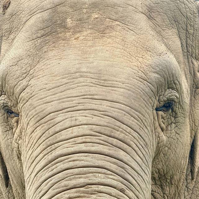 Ein Elefant in Thailand