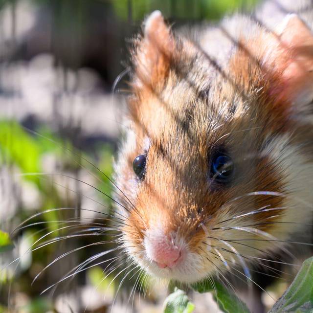 Ein Hamster sitzt auf einem Feld.