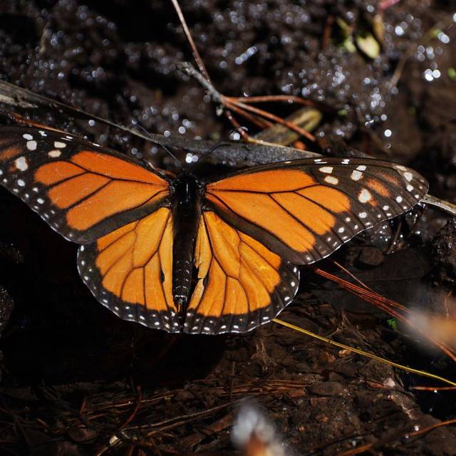 Monarchfalter in Mexiko