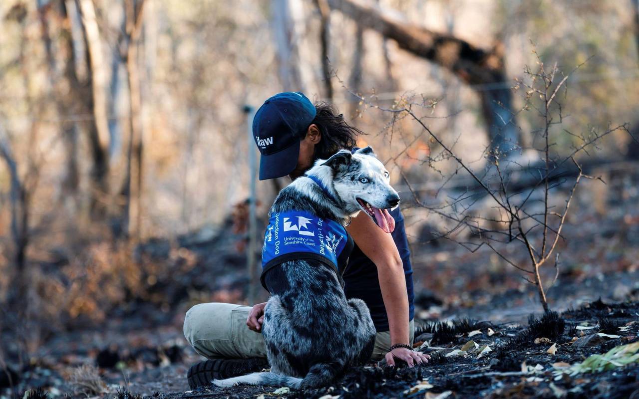 Koala-Spürhund Bear