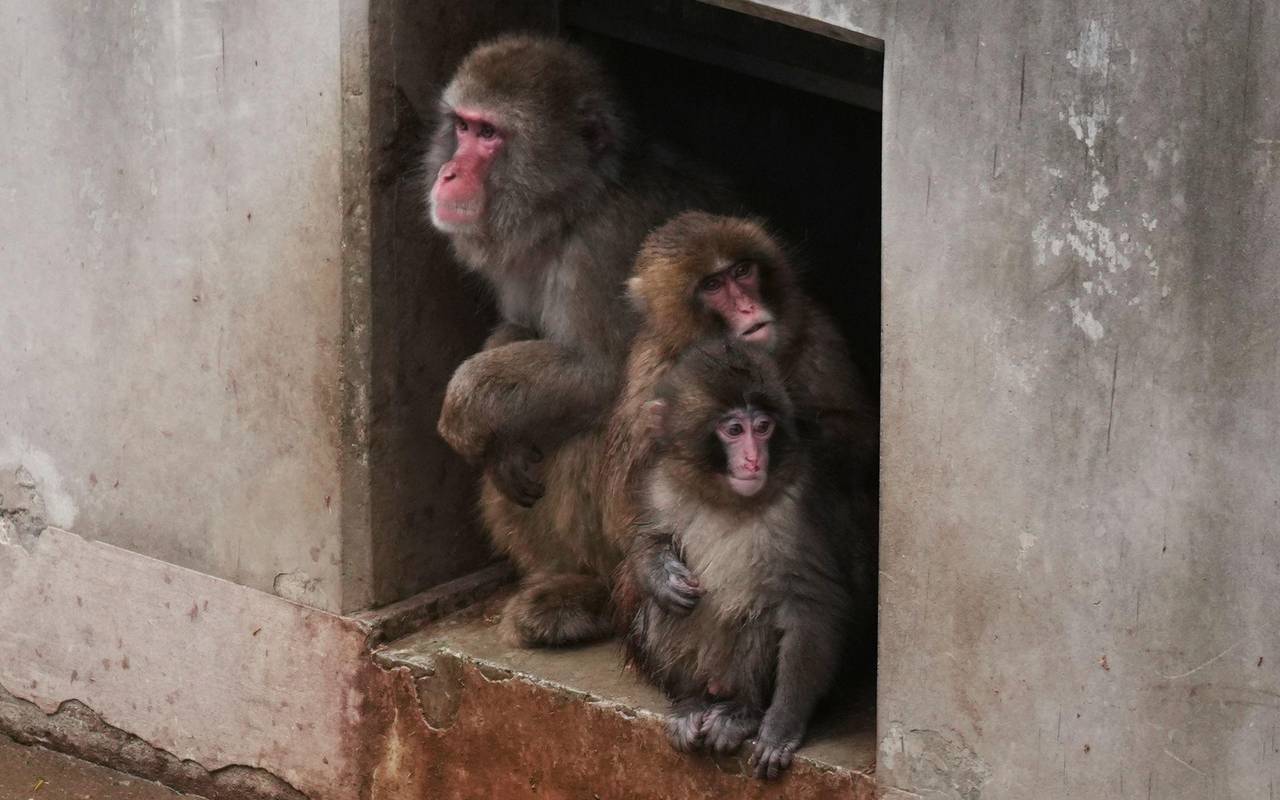 Affenbaby Punch in Japan