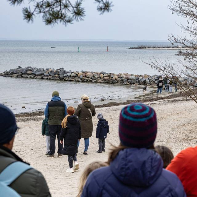 Wal an der Ostseeküste gestrandet