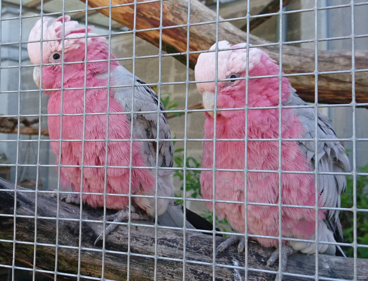 Große Wiedersehensfreude im Affen- und Vogelpark - Radio Berg