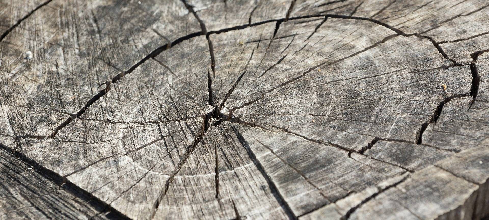 Baum trocken