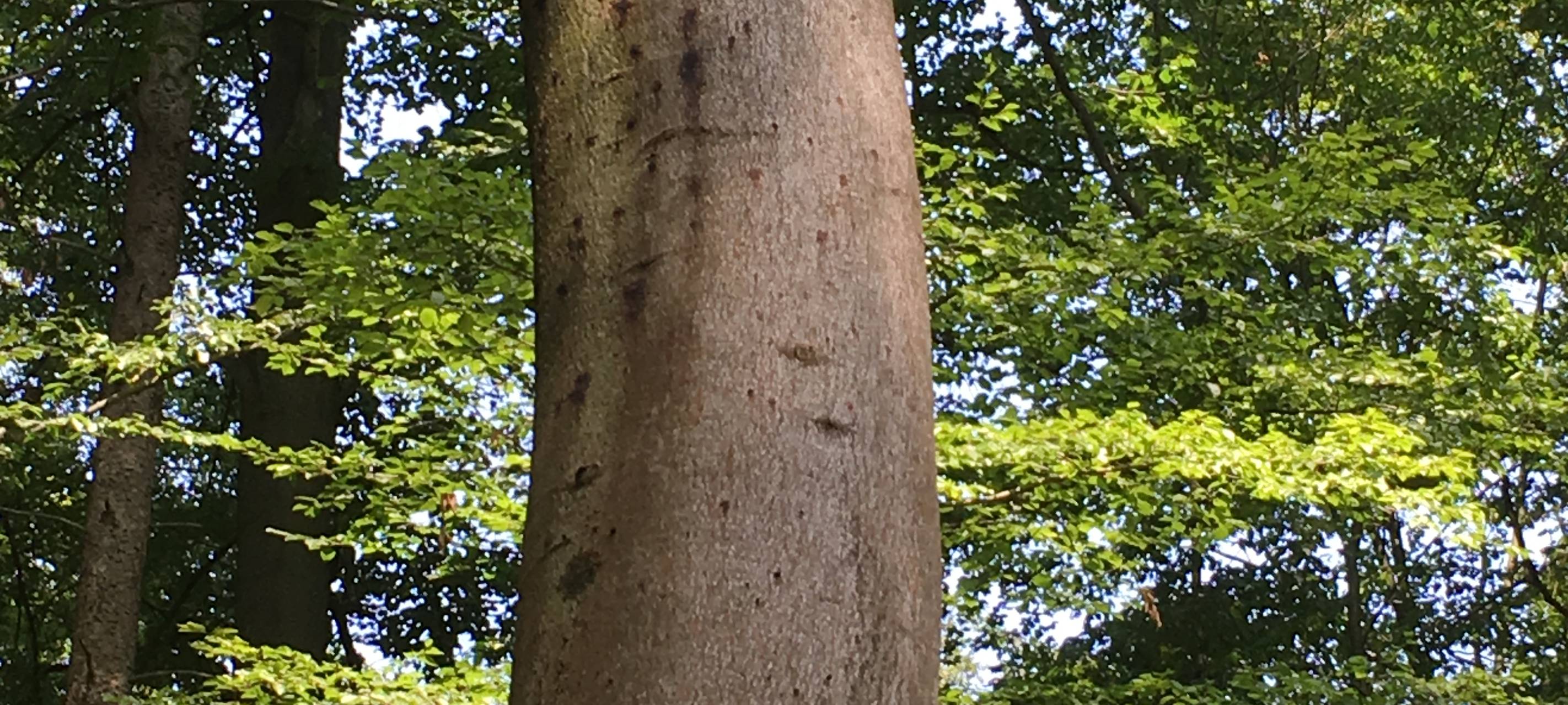 Baum Borkenkäfer
