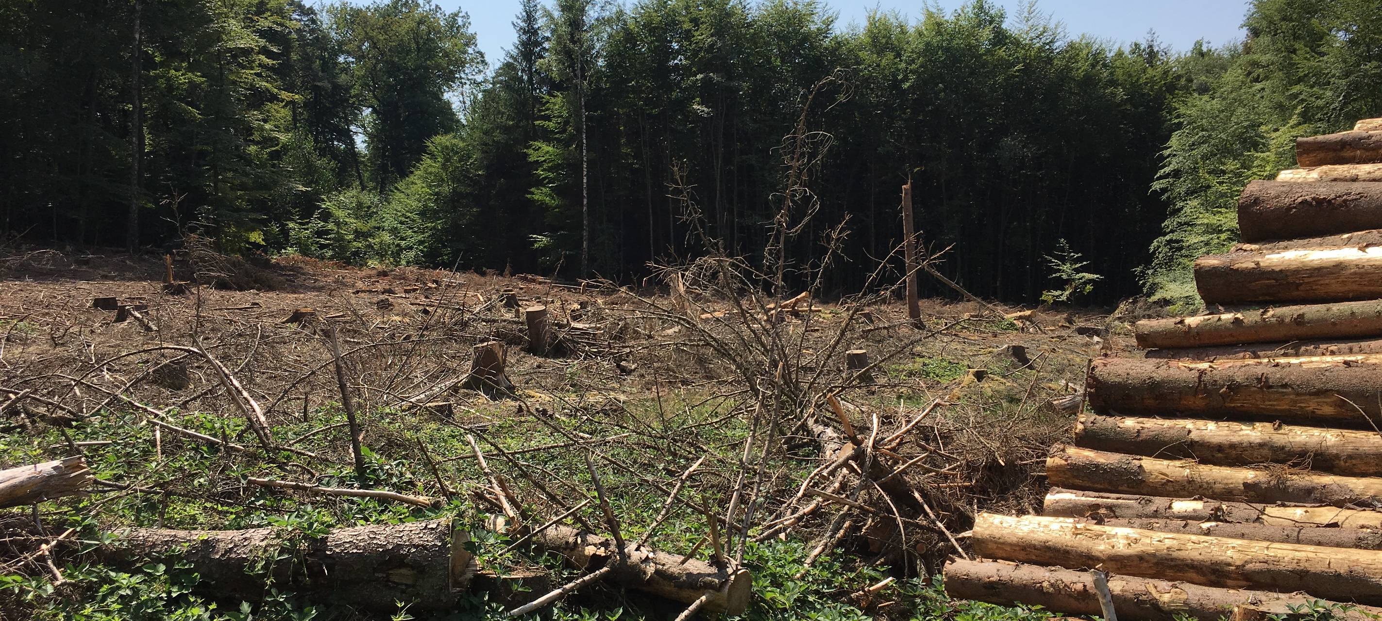 Königsforst Bergisch Gladbach