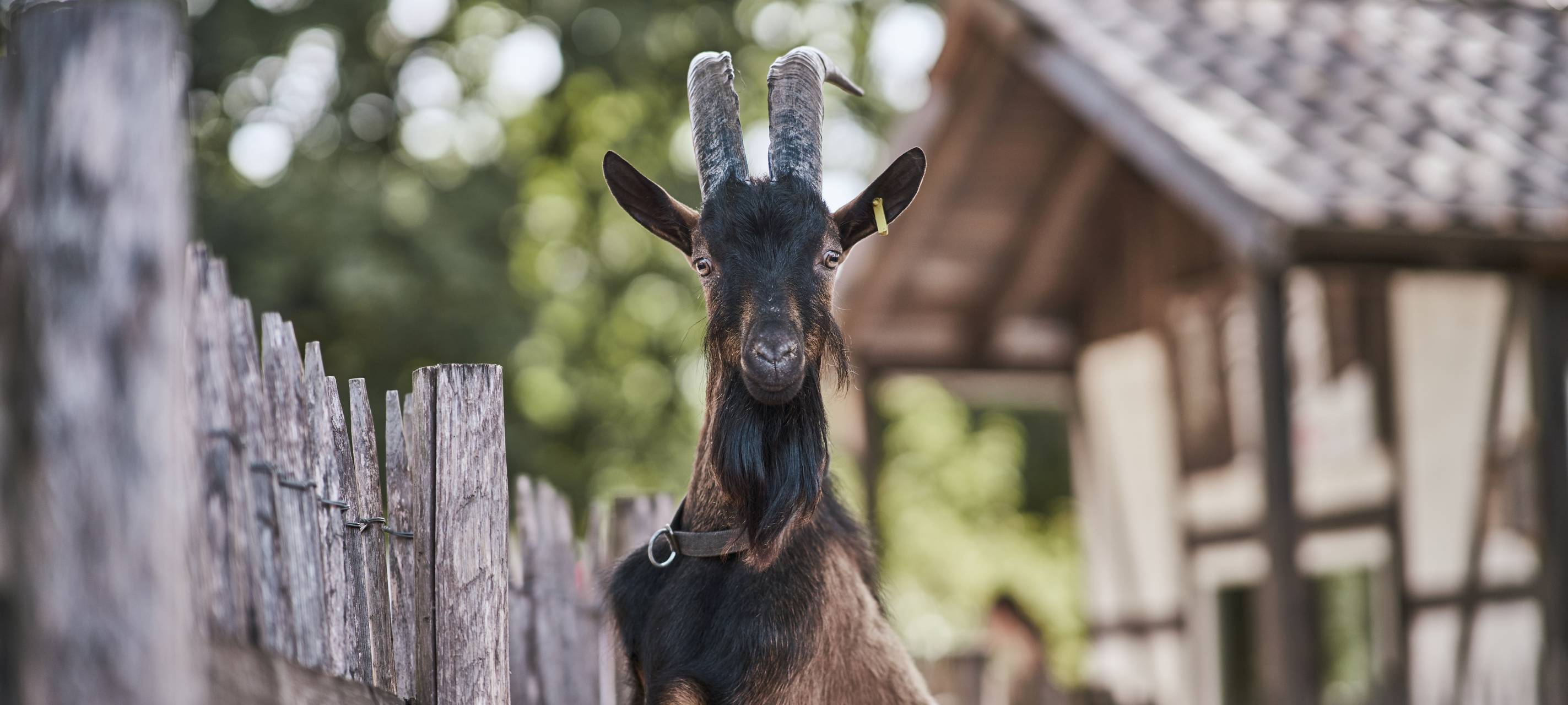 Hennes VIII geht in den Ruhestand