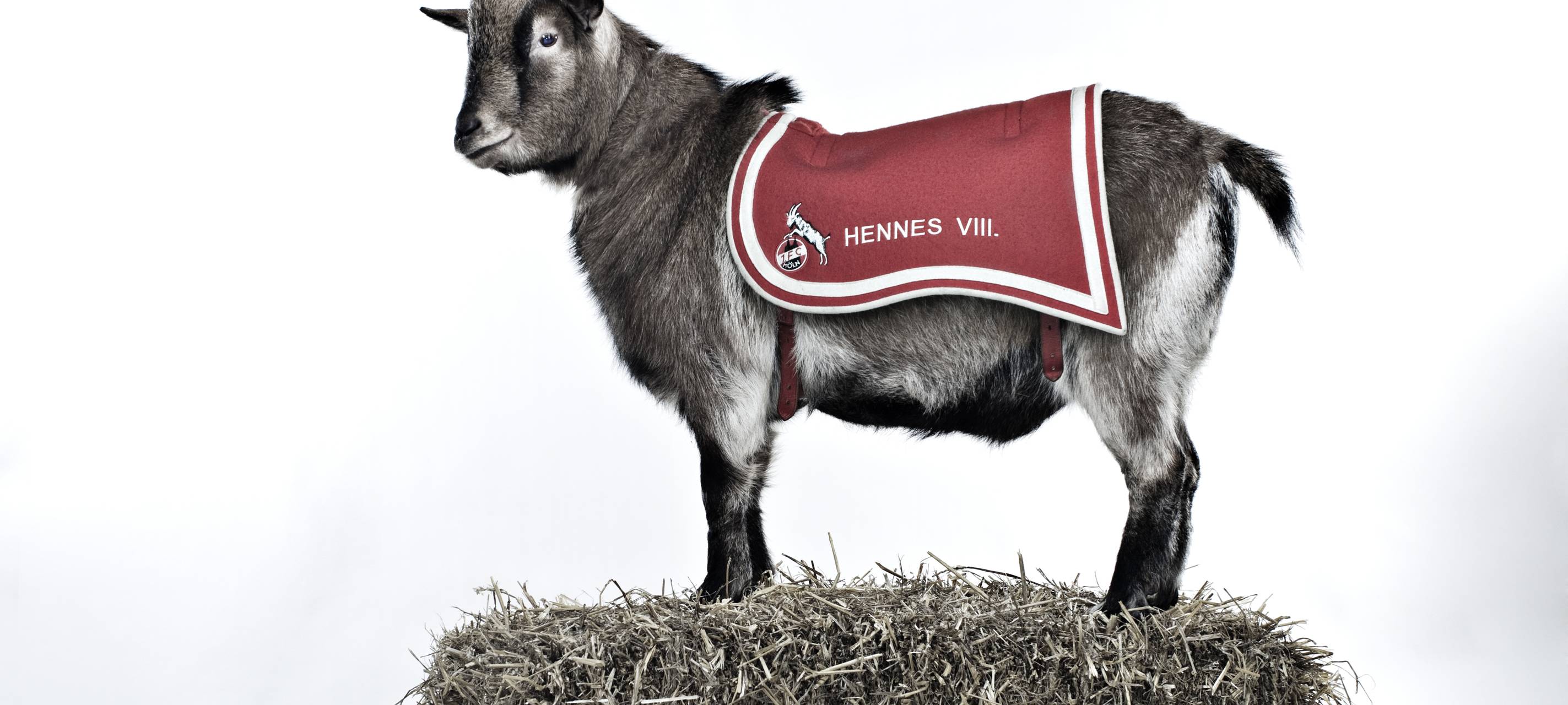 Hennes-Erfinderin soll geehrt werden
