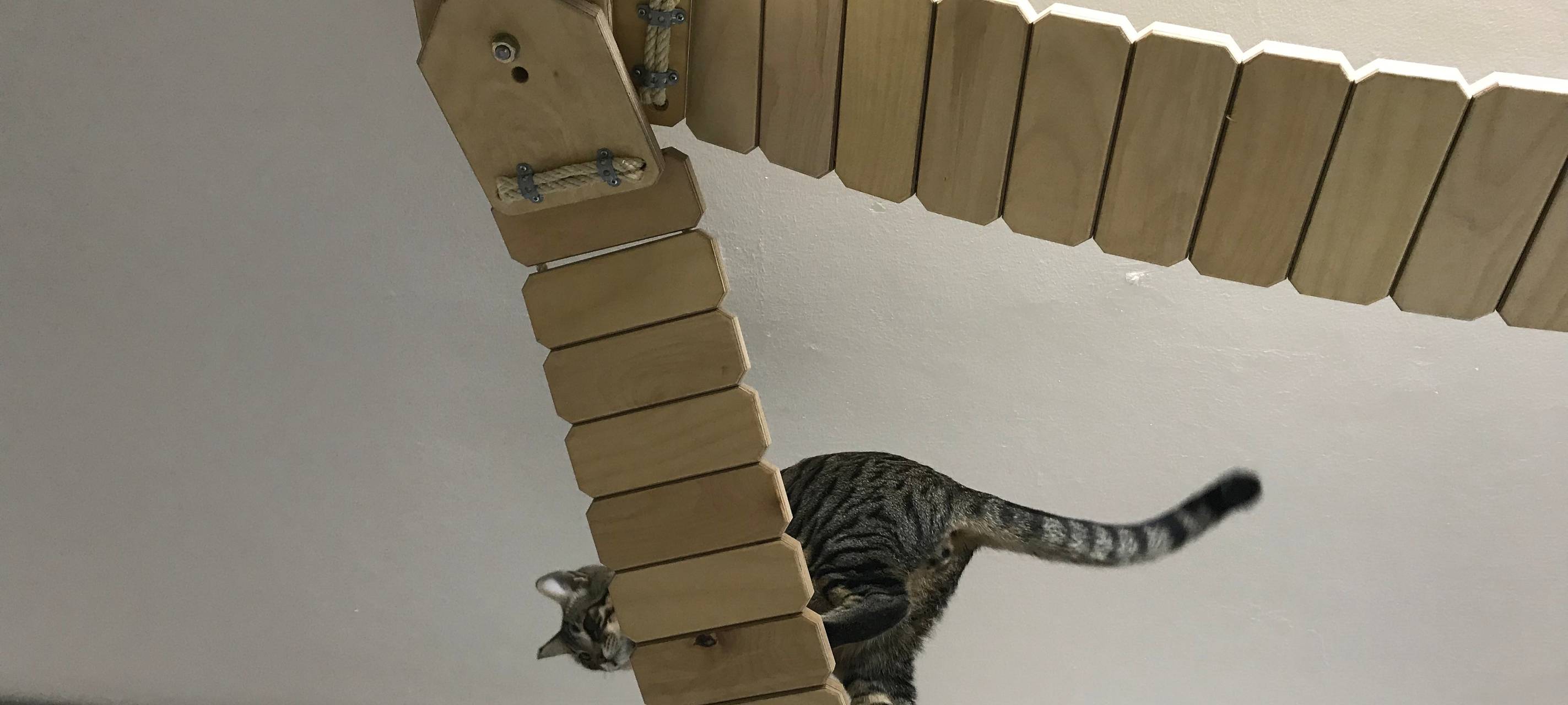Weltkatzentag