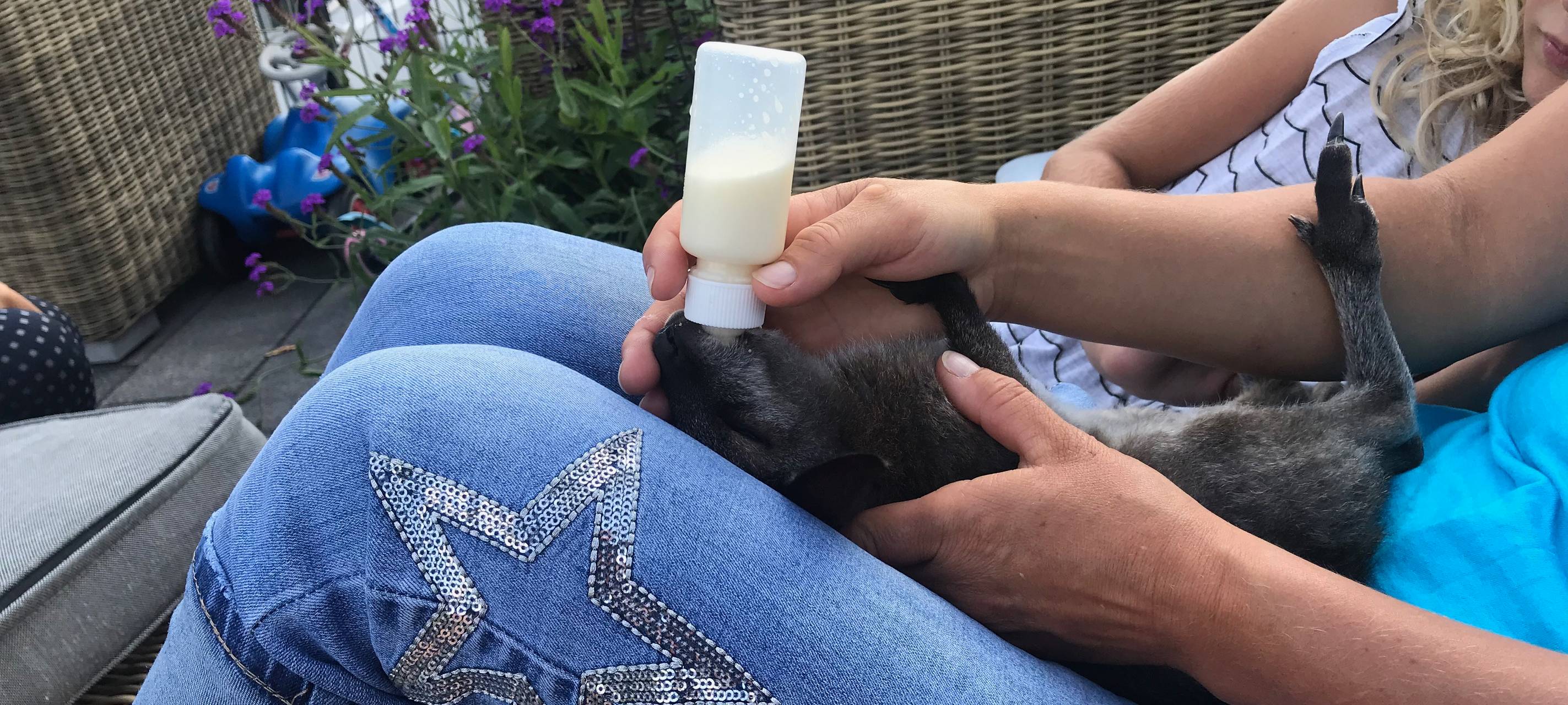 Kängurubaby Hope wird mit der Flasche groß gezogen