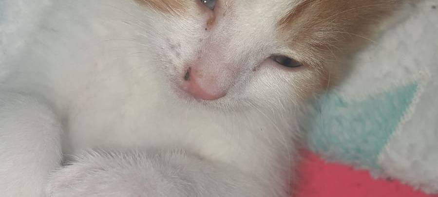 Katze Nova verschwunden