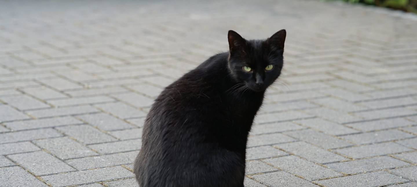 Katze in Wipperfürth entlaufen