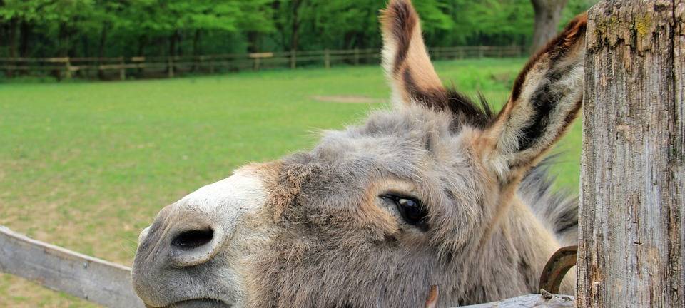 Tierische Therapeuten
