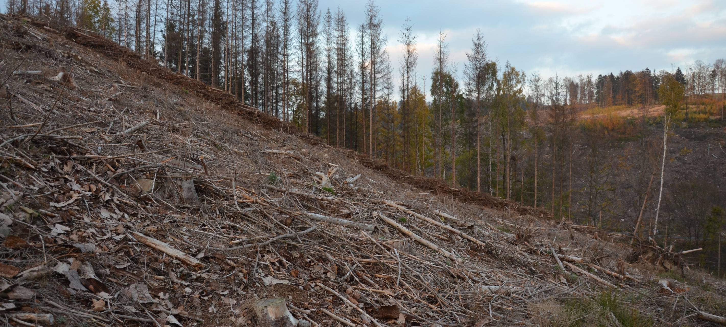 Waldsterben