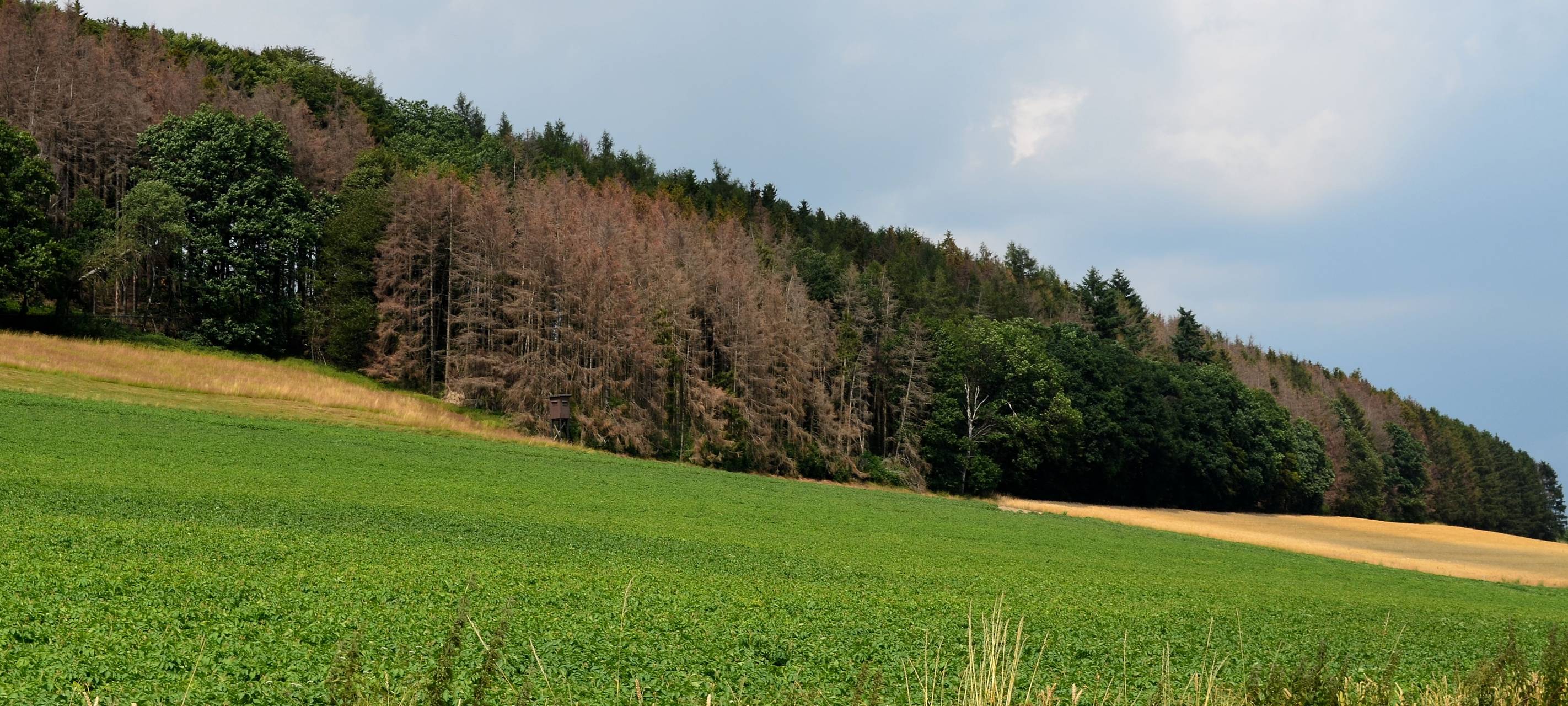 Waldsterben
