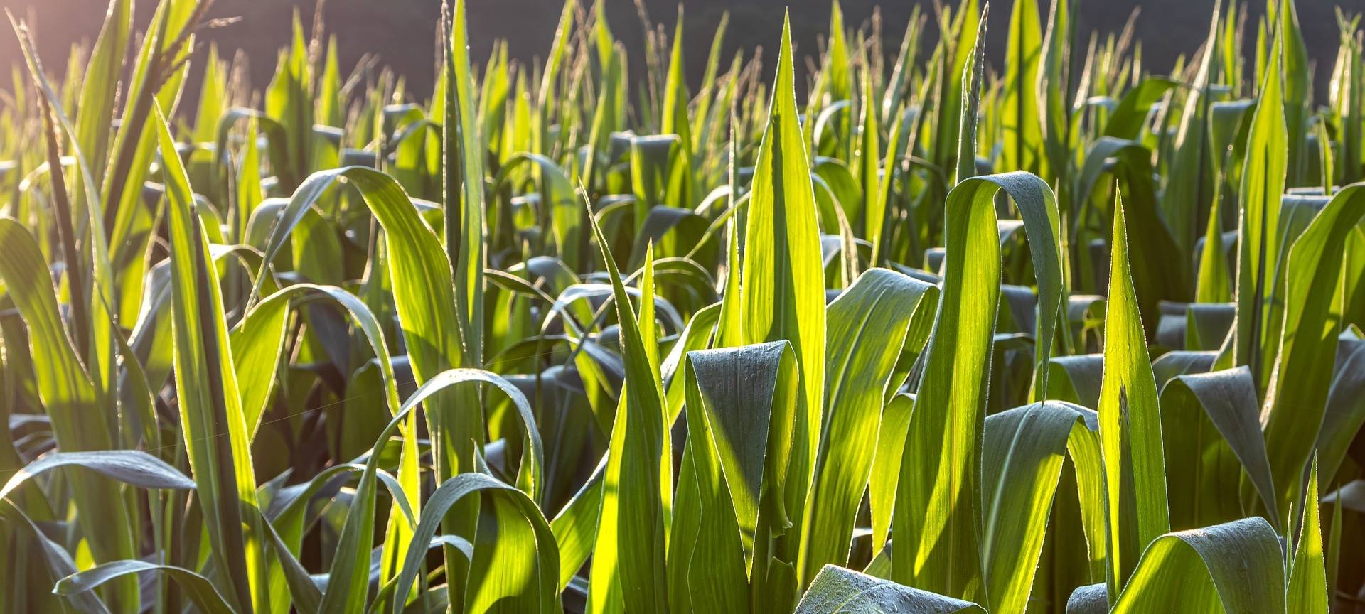 Weitere finanzielle Einbußen für Landwirte