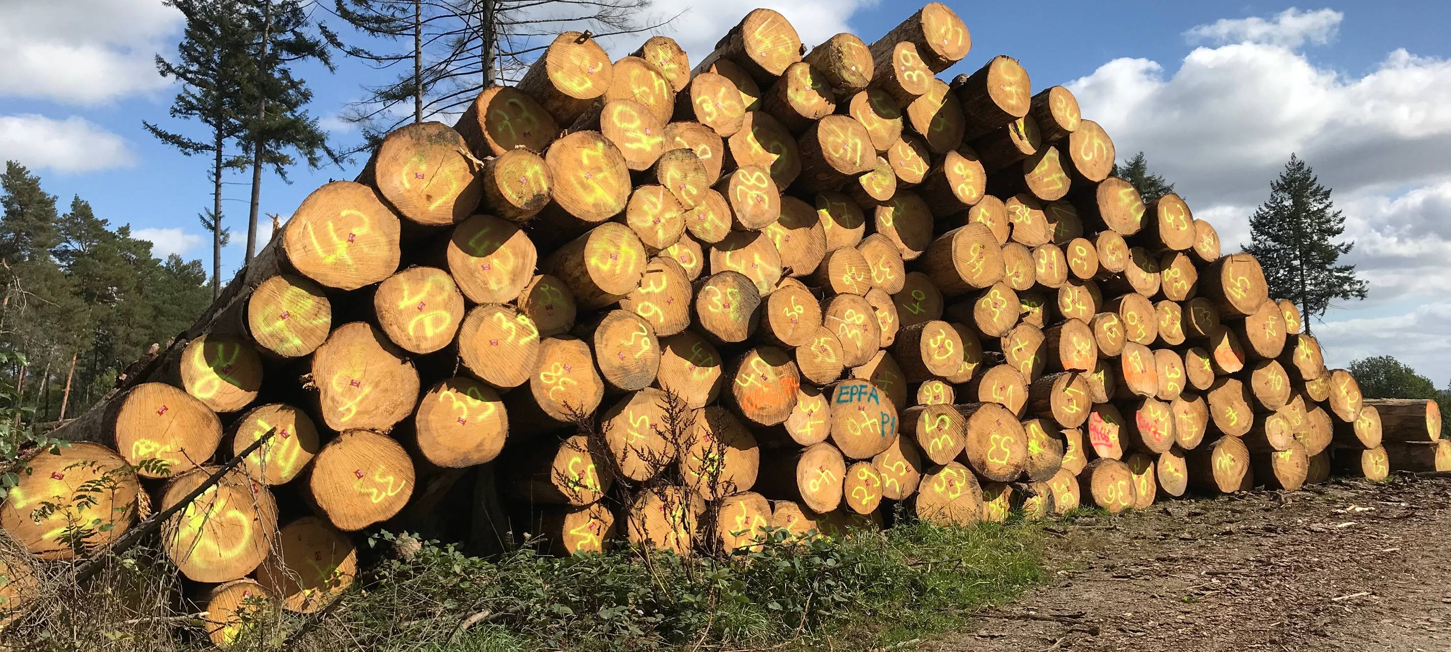 Abholzung Wald