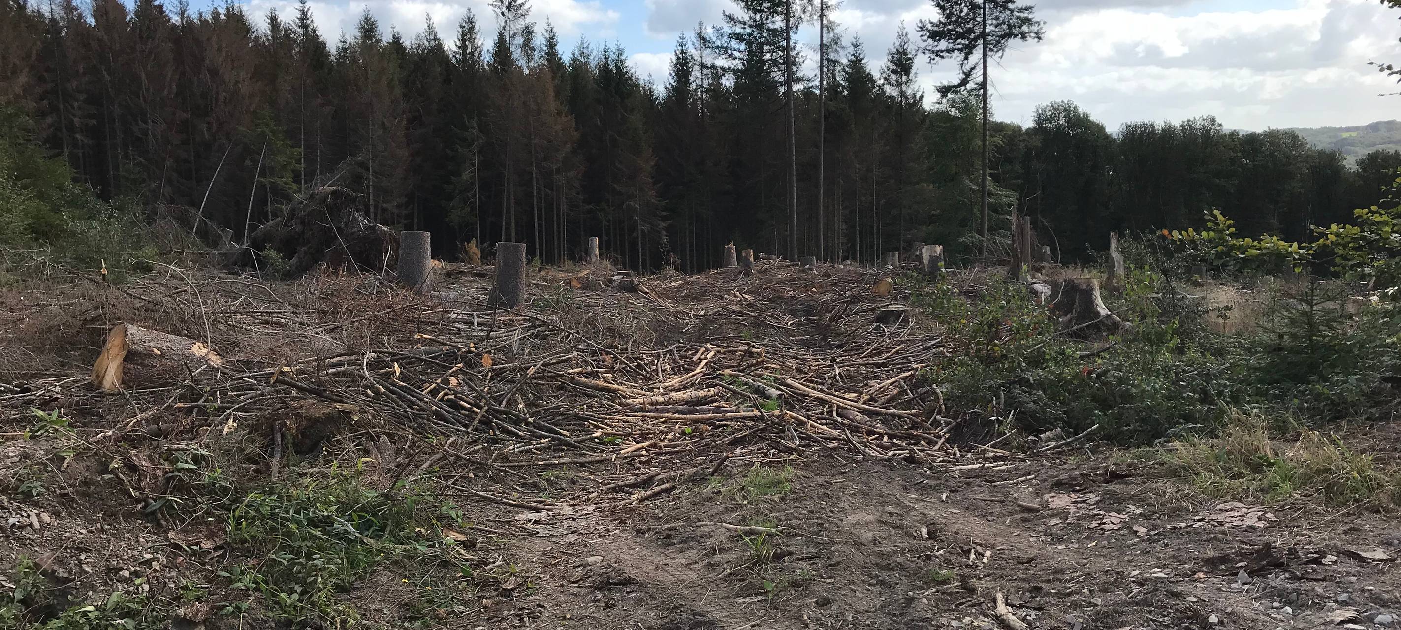 Sind unsere Wälder gefährlich?