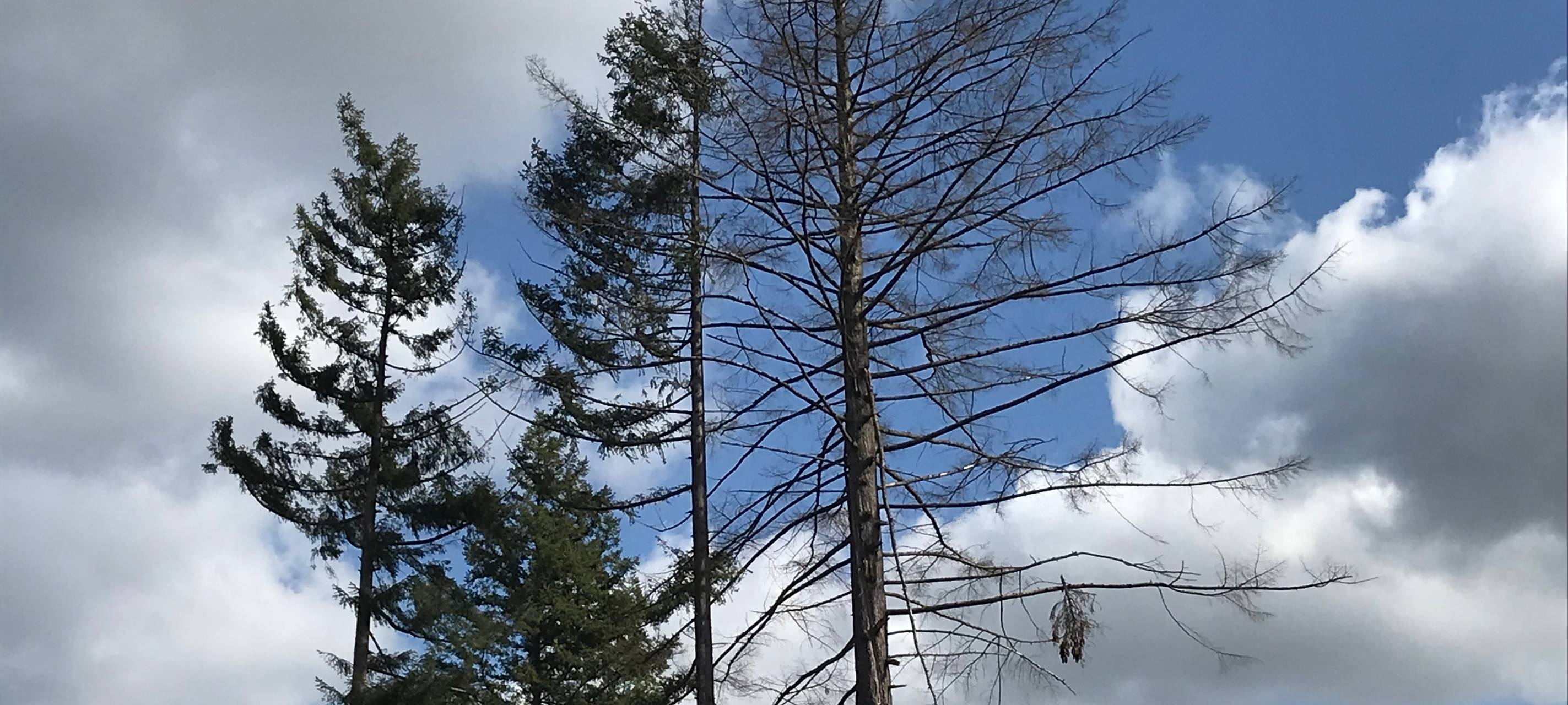 Sind unsere Wälder gefährlich?