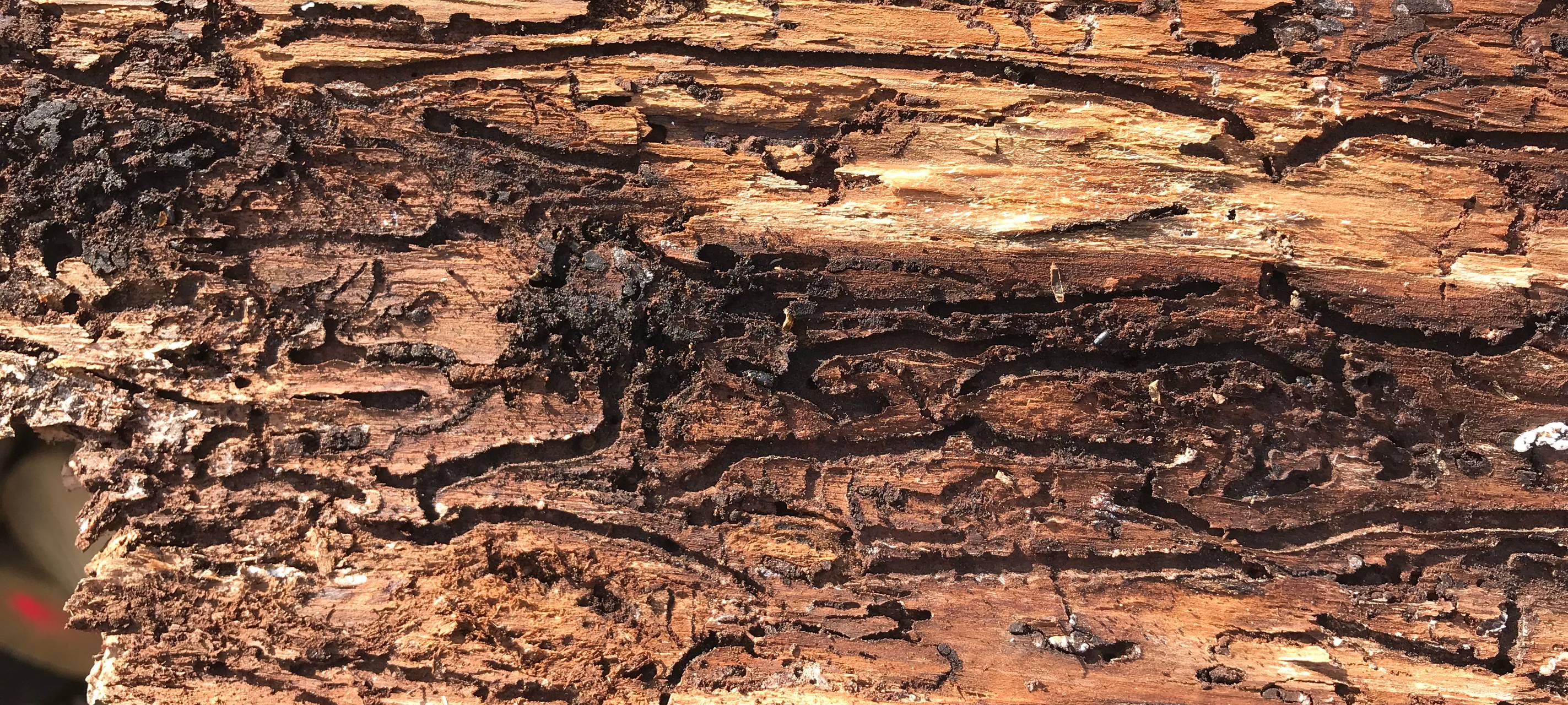 Sind unsere Wälder gefährlich?