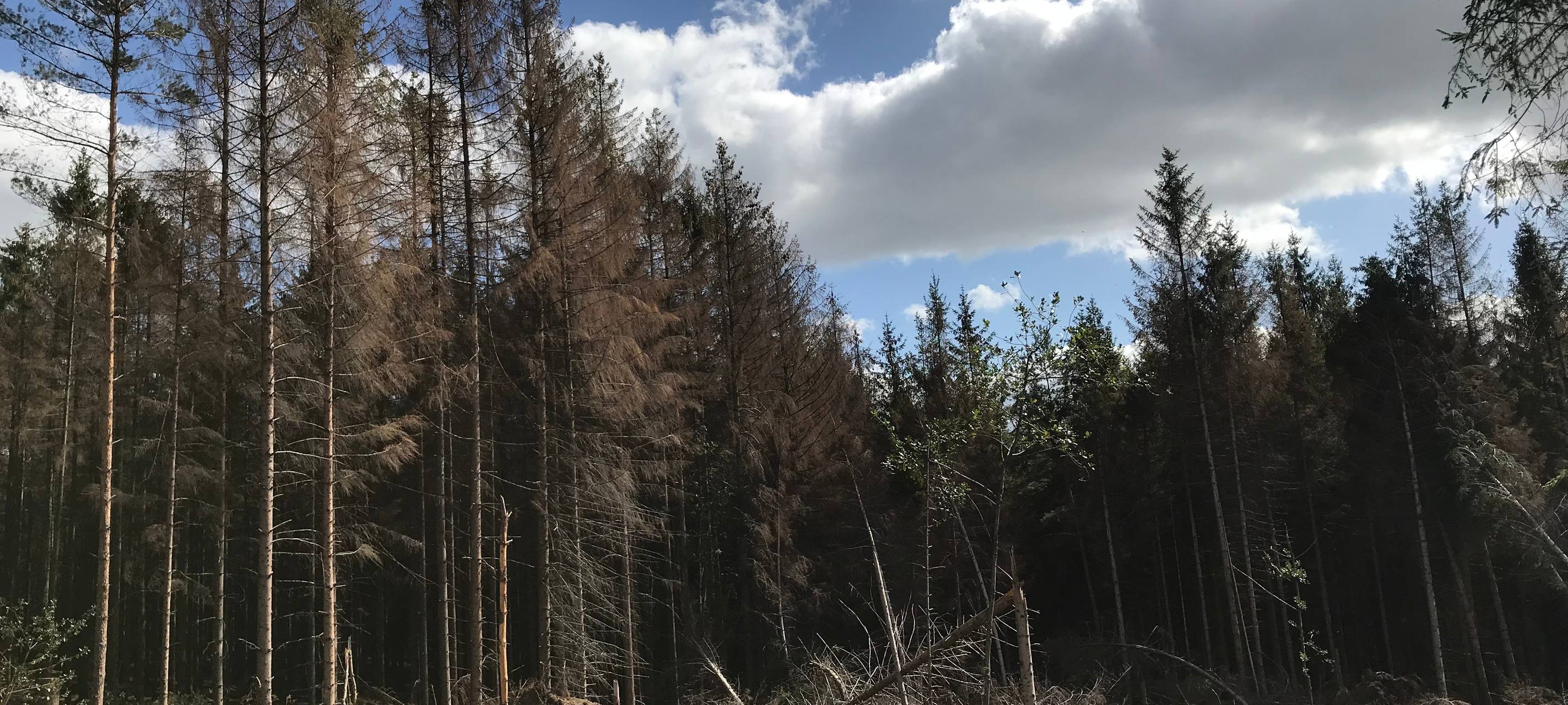 Sind unsere Wälder gefährlich?