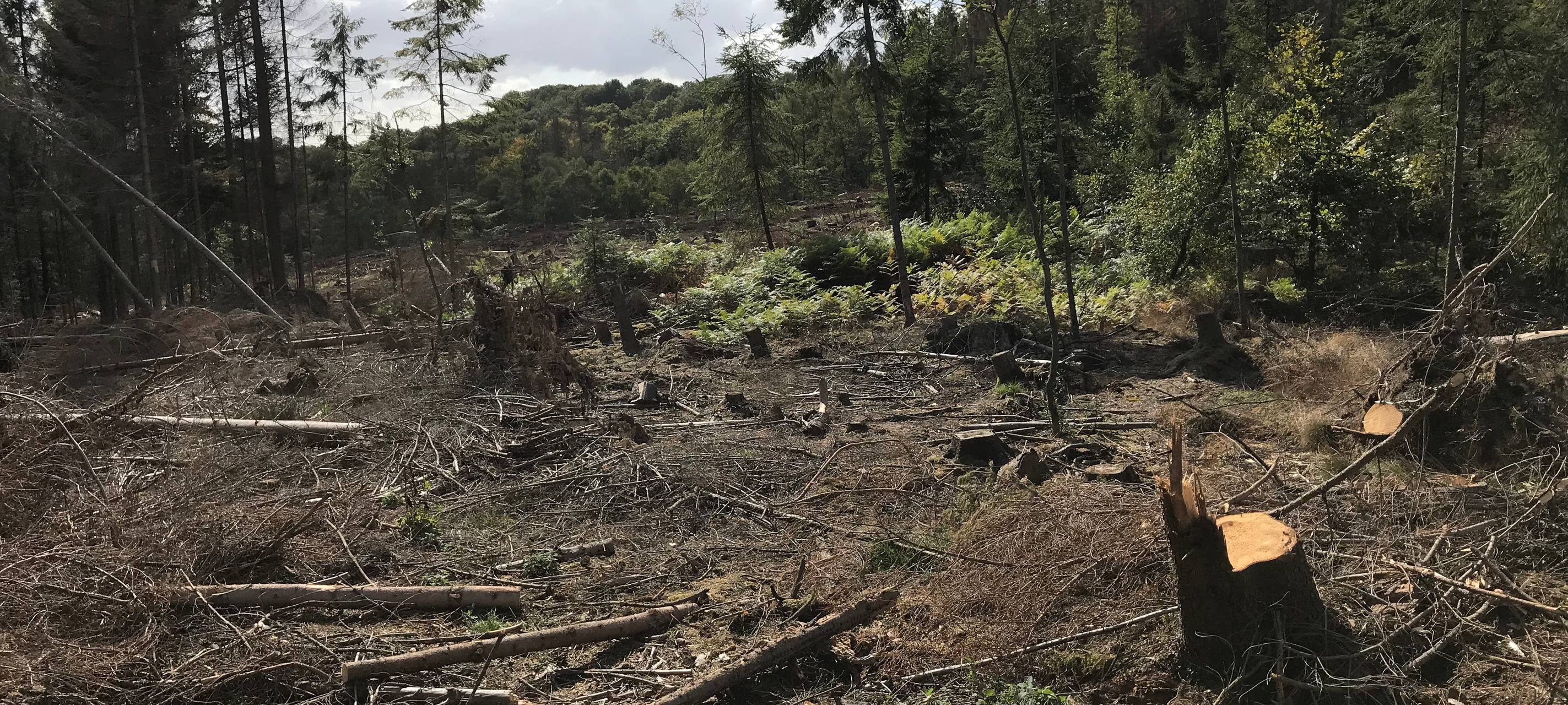 Sind unsere Wälder gefährlich?